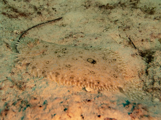 Flatfish (Underwater photography)