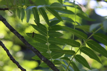 green leaves of tree