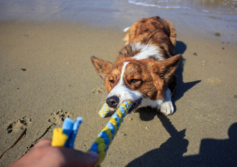 Playing with a dog breed Corgi Cardigan in a tug of fleece on a sandy beach.