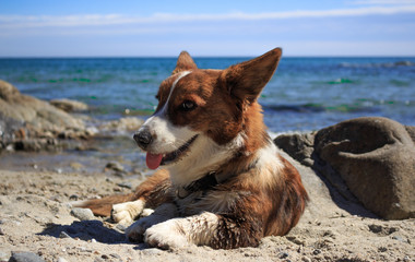 Contented welsh corgi cardigan dog lies on a rocky seashore