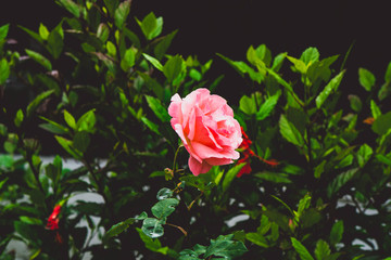 pink rose in the garden