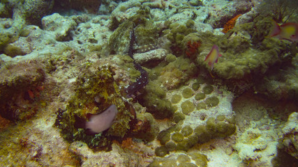 Fototapeta na wymiar Mating Octupi (Underwater photography)