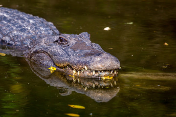 Alligator
