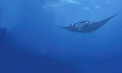 Manta Ray (Underwater photography)