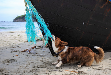 Corgi puppy cardigan pulls a big boat on a rope by the sea