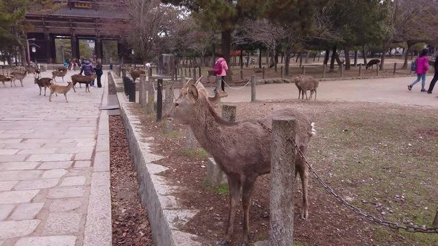 Sika Deer standing outside Todaiji Temple, Nara, Japan. Looking around then chewing on chain