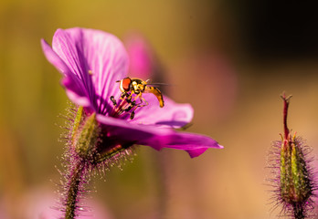 bee on a flower