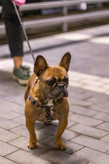 Cute brown french bulldog watching with interest