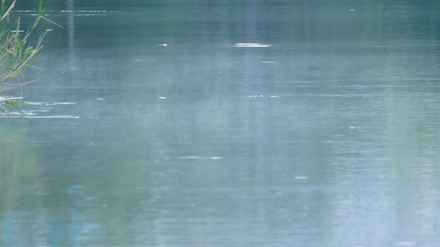 Mayfly sitting on the surface of water, stuck by the surface tension. Struggling to get free, but efforts are futile, will die here soon. Beautiful but symbolic of futility of life's brief struggle