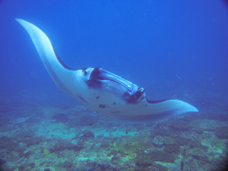 Manta Ray (Underwater Photography)