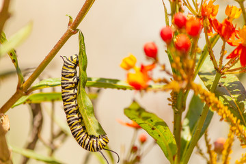 a monarch catterpillar eatting a milkweed plant leaf with flowers