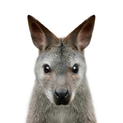 Wallaby portrait isolated on white background