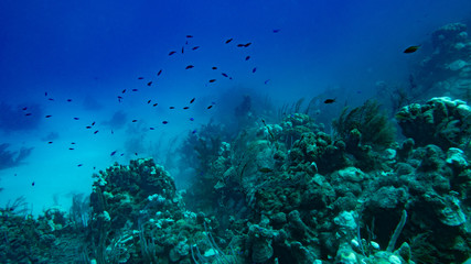 Seascape view of coral and fish