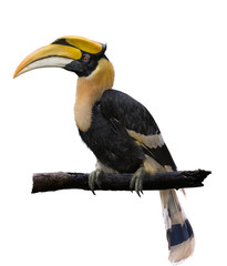 Hornbill on a branch On a white background