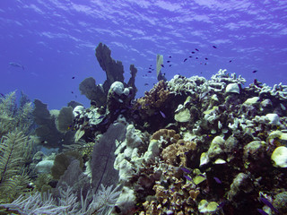 Seascape view of coral and fish