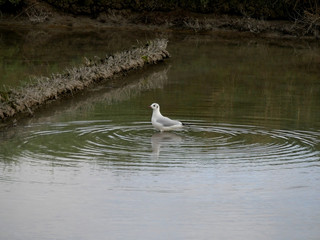 la mouette fait des ronds dans l'eau