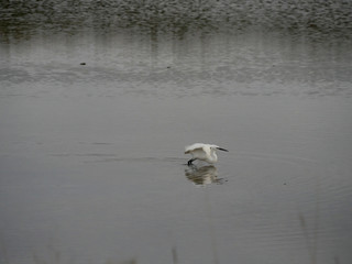 l'envol de l'aigrette garzette 4