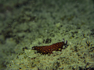 Obraz na płótnie Canvas Leopard flatworm on sandy bottom (Underwater Photography)