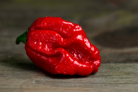 Close up photo of Trinidad Moruga Scorpion (Capsicum chinense) chili pepper. Shiny bright red color. Brown and grey wood background. 