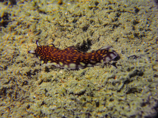 Obraz na płótnie Canvas Leopard flatworm on sandy bottom (Underwater Photography)
