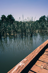 Lake pier and plants