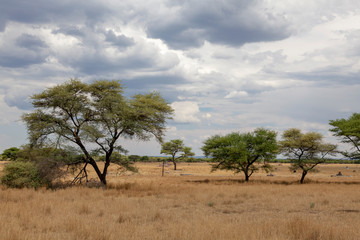 Fototapeta premium Landschaft nahe der Waterberg-Region, Namibia