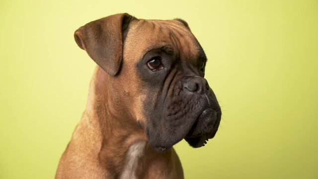 Portrait of a dog breed Boxer Terrier on an yellow background