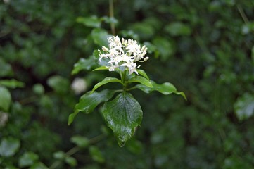 White blossoms in the rain