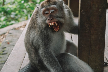 Angry monkey looking down on a boarded platform, macaque, Asia