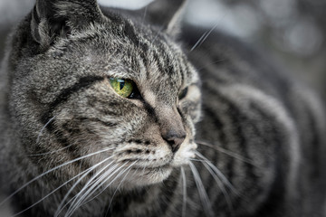 猫　キレイな瞳