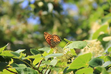 吸蜜中のツマグロヒョウモン