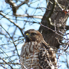 Proud Red Tailed Hawk Close Up 
