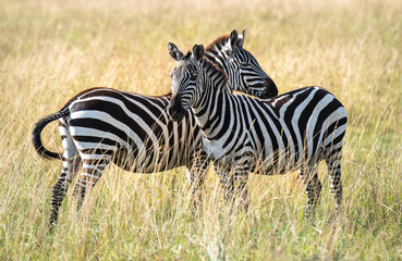 zebras in the grass in Masai Mara, kenya