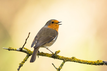 European Robinin in his environment. His Latin name is Erithacus rubecula.
