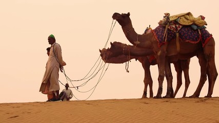 Cameleers, camel Drivers at sunset. Thar desert on sunset Jaisalmer, Rajasthan, India.