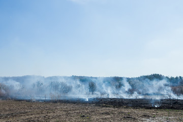 Large-scale forest fire. Burning field of dry grass and trees. Thick smoke against blue sky. dangerous effects of burning grass in fields in spring and autumn.