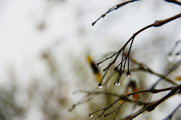 autumn rain. raindrops on autumn leaves. fall colors