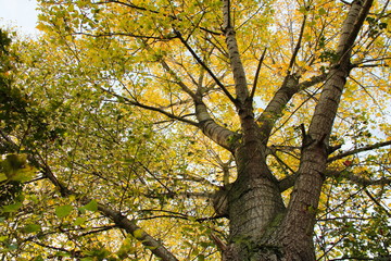 tree in autumn