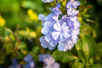 The background image of the colorful flowers