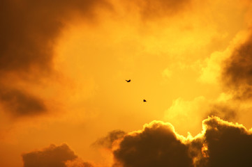 eagles in dramatic sky. Eagles, strong wind and sunlight breaking through the clouds create a dramatic atmosphere