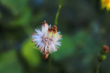 bee on flower