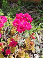 Fototapeta premium pink flowers in the garden