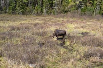 A lone male bull moose in the woods
