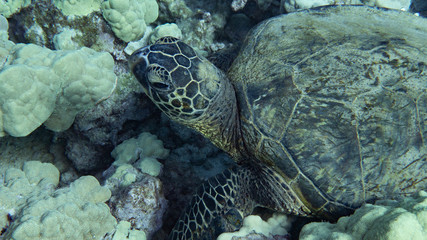 Close up of sea turtle resting on reef (Underwater Photography)