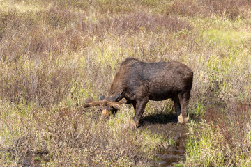 A lone male bull moose in the woods