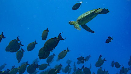 Fototapeta na wymiar Sea turtle swimming in open water with school of surgeon fish
