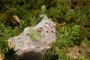 A spider web cocoon in the bush tree in detail