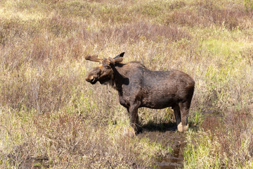 A lone male bull moose in the woods