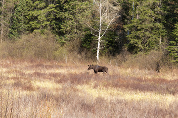 Obraz na płótnie Canvas A lone male bull moose in the woods