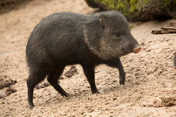 Сollared peccary (Pecari tajacu).